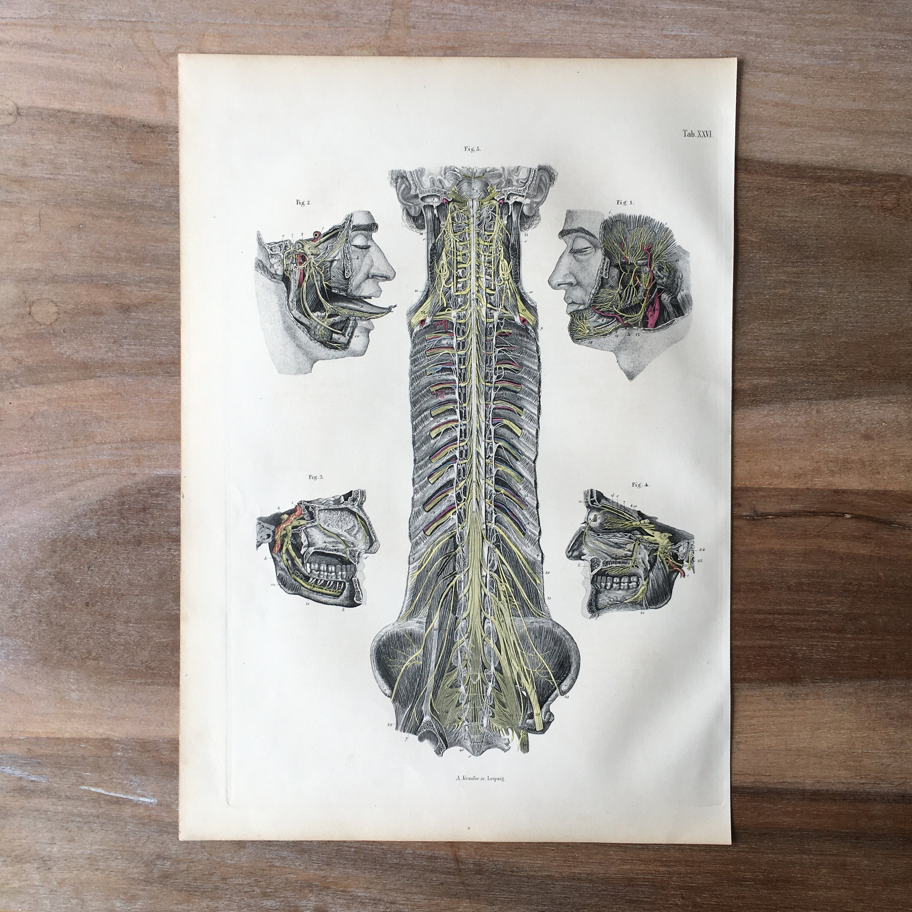 1871 Rare Medical Engraving, Human Brain Structure, Nervous System ...