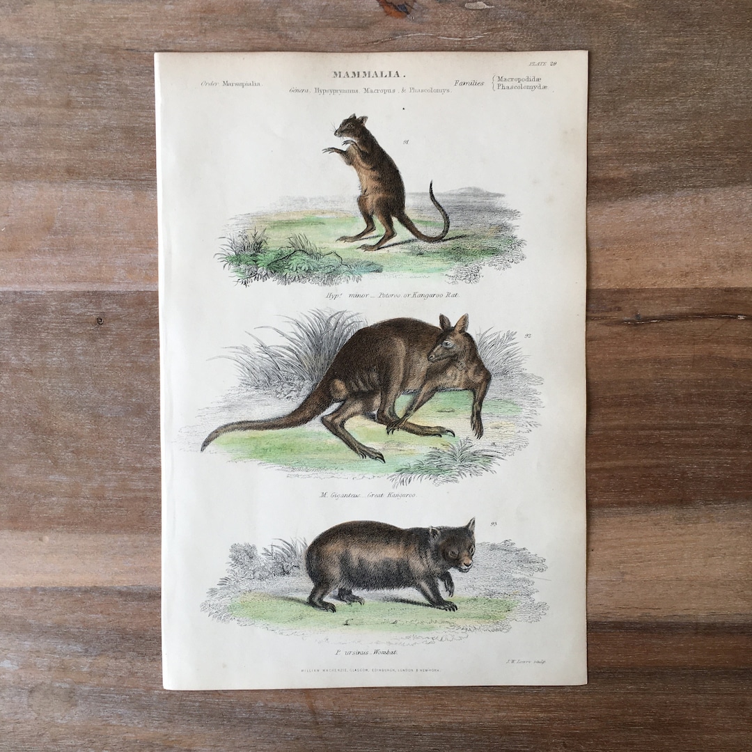 1865 Original Antique Animal Engraving With Great Kangaroo, Wombat ...