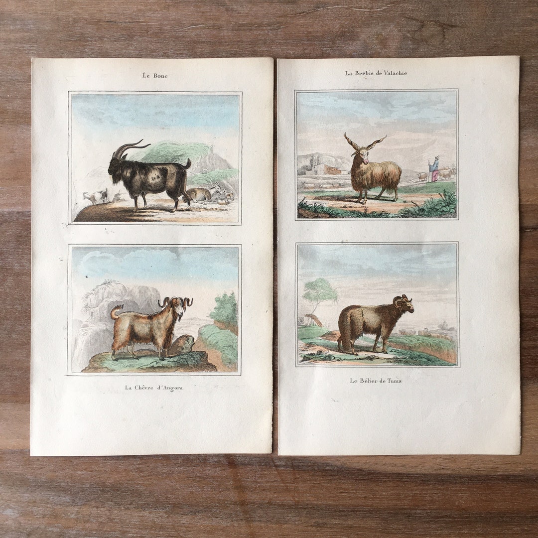 1840 Animal Engraving Set of 2 With Goat, Angora Goat, Sheep, Tunisian ...