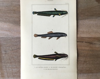 1835 Original antike Fischgravur mit Silurus-Druck, Welsdruck, Vintage-Fischillustration