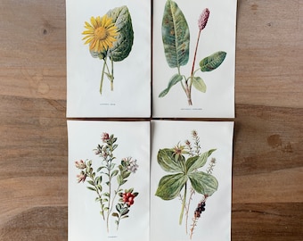 1905 Original Botanical Antique Chromolithograph set of 4, Herb Paris, Leopard bane, Cowberry, Amphibious Persicaria, Minimalist Botanical