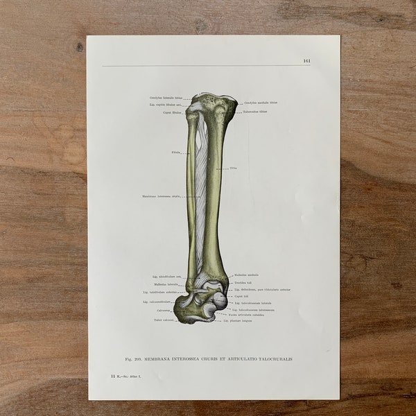 1962 Vintage Medical Print, Interosseous Membrane, Connective Tissue, Syndesmology Print, Joints and Articulations, Human Ligaments Print