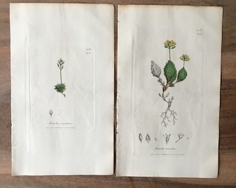 Botanical Prints Set