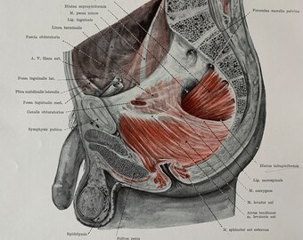 1962 ヴィンテージ人体解剖学、解剖学プリント - 鼠径部裂孔、筋痛