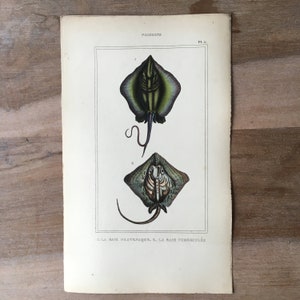 1835 Antique fish engraving, stingray and tubular skate illustration, Original print from 19th century