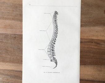 1962 Vintage Medical Print, Osteology Print, Human Body Print, Anatomy art print, Human Skull Print, structure bones, backbone print, spine