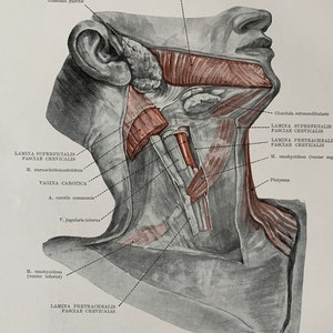1962 Vintage Human Anatomy, Anatomy Print - Muscles of Neck, Myologia ...
