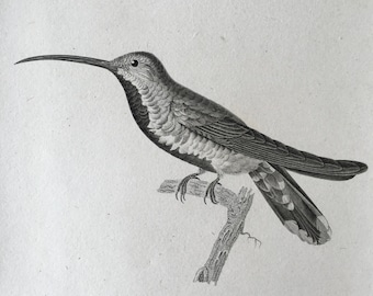 1835 Original antiker Vogeldruck, Kolibri-Gravur, tropischer Vogel-Wanddekor, Kolibri-Wandkunst, Colibri-Druck, weißer Halsdruck