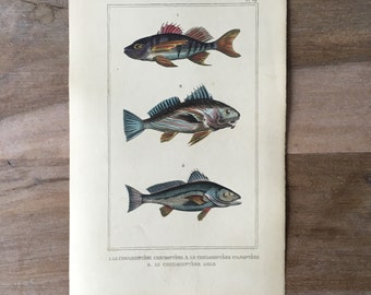 1835 Original antike Fischgravur mit Shi-Trommel-Aufdruck, Zimtfisch, Vintage-Fischillustration