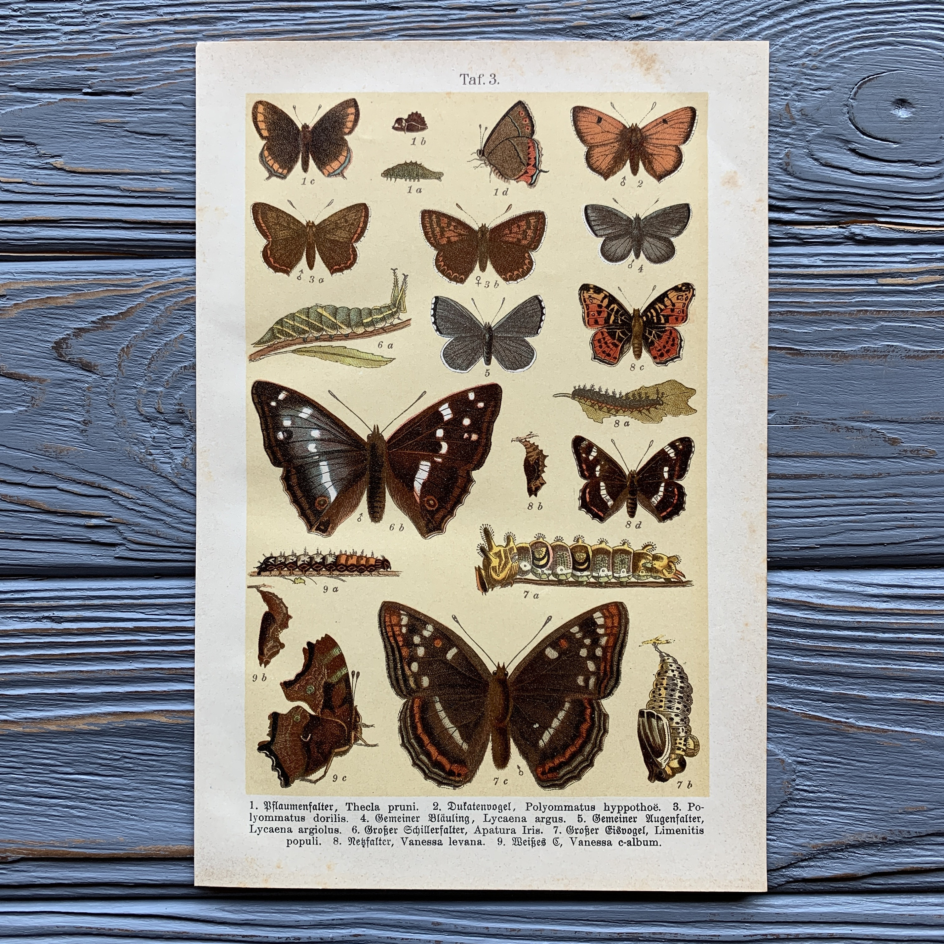 1904 アンティーク蝶のリトグラフ、昆虫の版画、自然史、蝶のプレート 