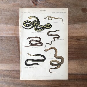 Puede incluir: Una ilustración vintage de diferentes tipos de serpientes, incluyendo la krait de bandas, la víbora común y la serpiente marina de cabeza negra. La ilustración está en negro, blanco y tonos marrones, con algunas serpientes con marcas amarillas. La ilustración está titulada "REPTILES" e incluye los nombres científicos de cada serpiente.