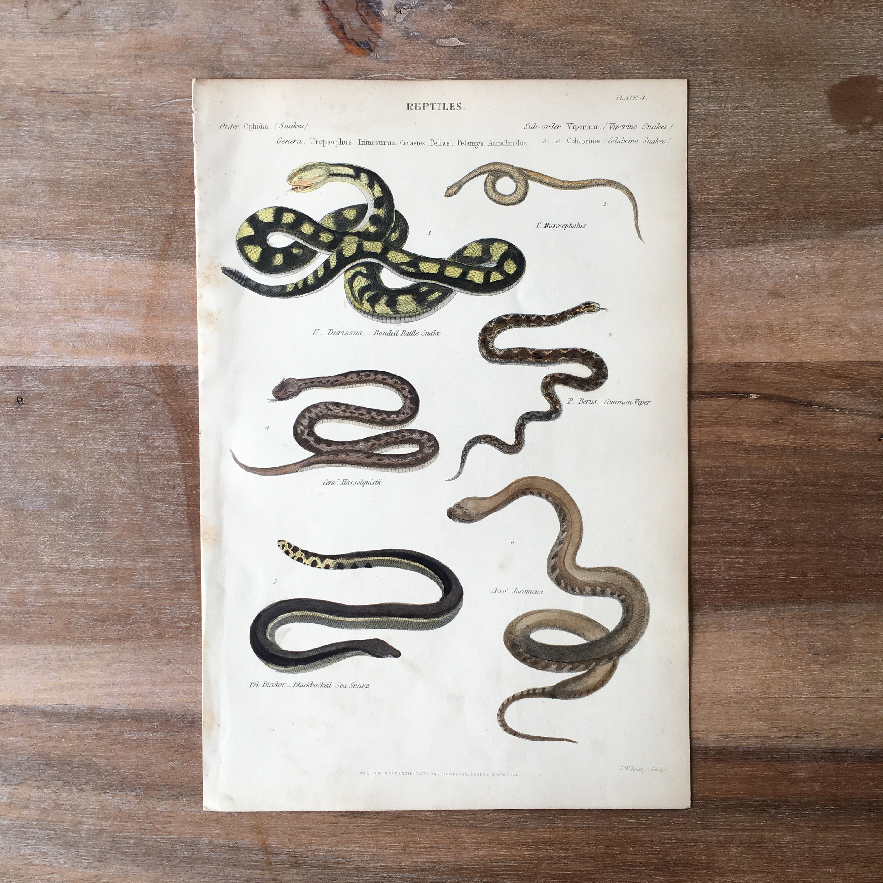 1865 Original Antique Reptiles Engraving, Banded Rattle Snake