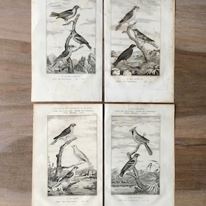 1835 Original Antique Lithographs with birds, sparrow, crossbill, Cardinal, siskin illustration, Bird prints set of 4