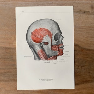 Può includere: Un'illustrazione anatomica vintage dei muscoli della testa e del collo. L'immagine mostra una vista laterale di un cranio umano con i muscoli evidenziati in rosso. L'illustrazione è etichettata con i nomi dei muscoli in latino.