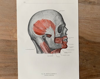 1962 Vintage Medical Print, Muscles of head, Myologia Print, Human Body Print, Anatomy art print, Human Skull Print, Muscles Structure