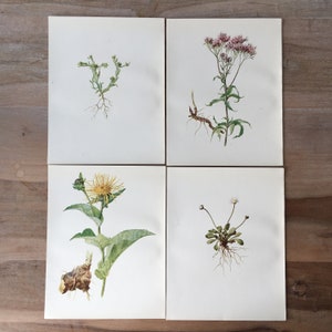 1914 Ensemble de lithographies botaniques antiques de 4 - imprimé fleurs de champ, illustration botanique ancienne