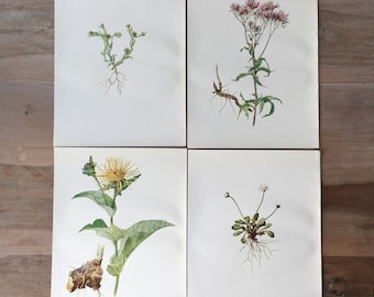 1914 Antique botanical lithograph set of 4 - field flowers print, Old botanical illustration
