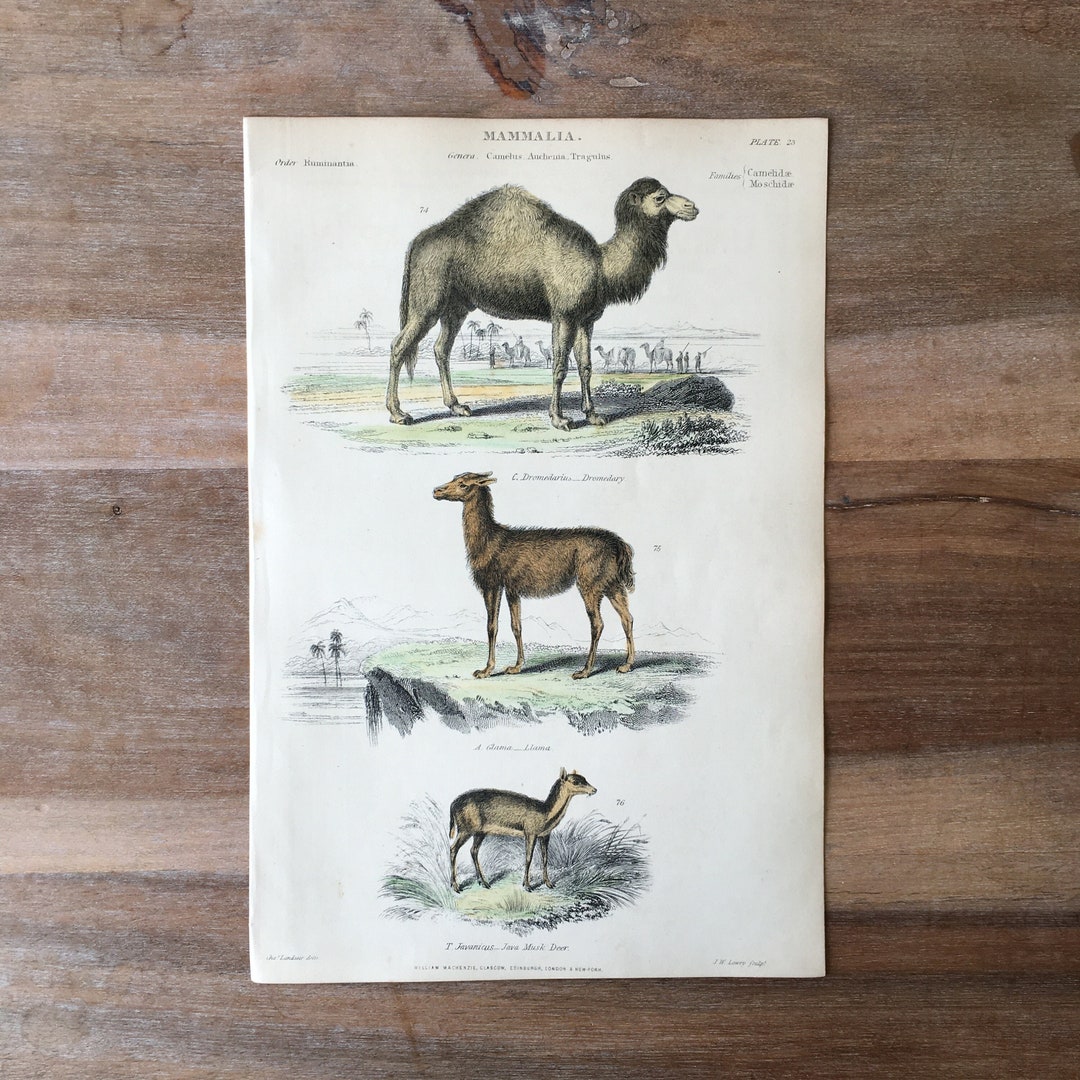 1865 Original Antique Animal Engraving With Dromedary, Camel, Lama and