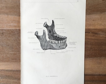 1962 Vintage Medical Print, Osteology Print, Human Body Print, Anatomy art print, Human Skull Print, structure of bones, jawbone print