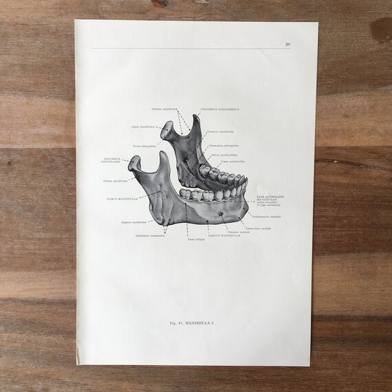 VINTAGE JAW BONE CALIFORNIA FREE FORM