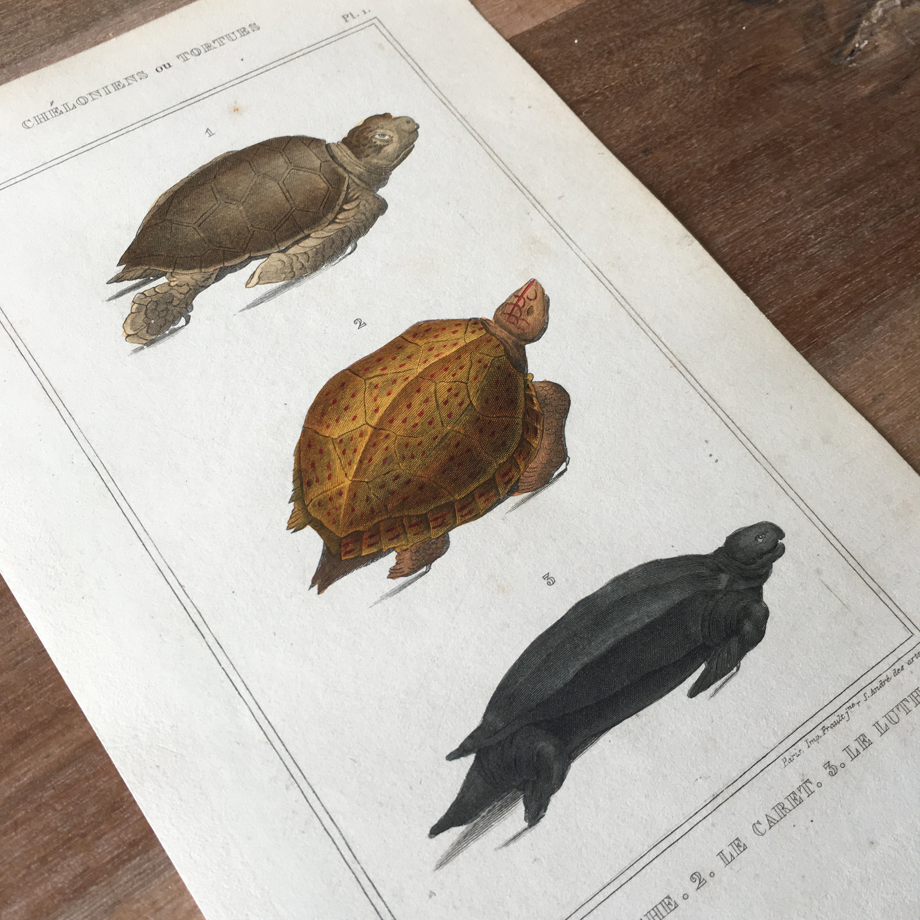 1840 Original Antique Turtle Engraving With Snapping Turtle