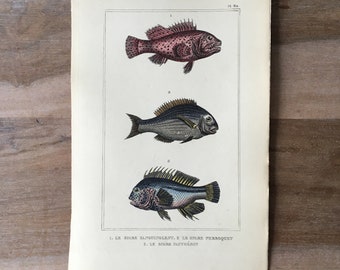 1835 Originale antike Fischgravur mit Le Spare Pantherin, Le Spare Fish, Vintage-Fischillustration