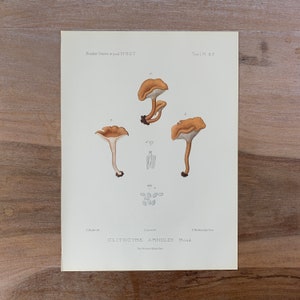 May include: A vintage botanical illustration of a mushroom, *Clitocybe Arnoldii Boud*, with a caption and scientific details. The illustration is in shades of brown and white on a cream background.