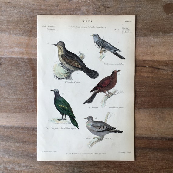 1865年オリジナルの鳥のアンティーク彫刻、鳩のイラスト、ヴィンテージ