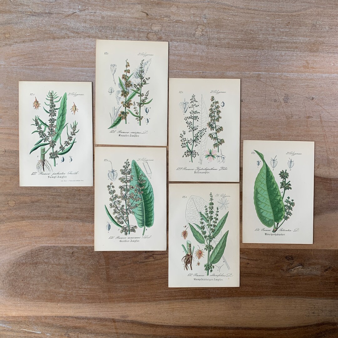 1882 Antique Botanical Lithograph Set of 6 Vintage Medicinal Plants ...