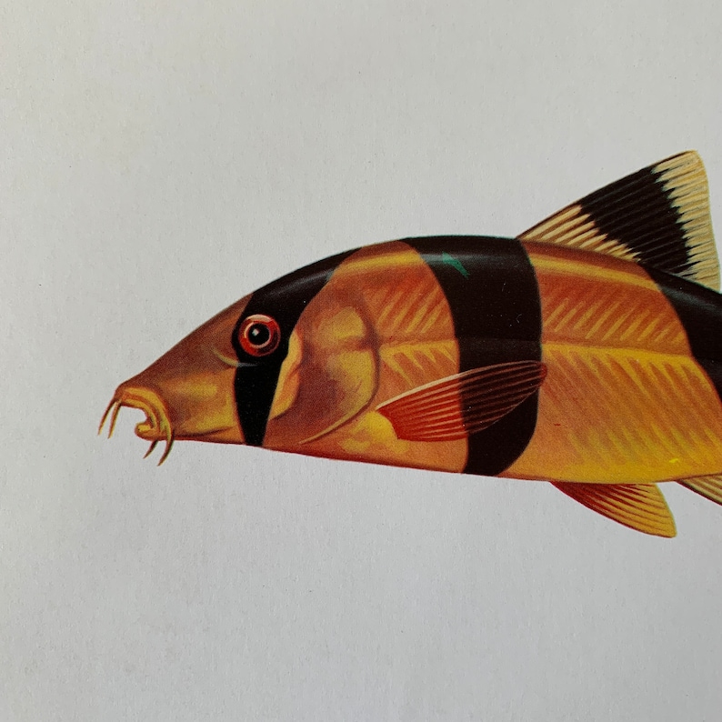 1975 Vintage Fish Print, the Clown Loach or Tiger Botia Fish ...