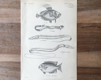 1865 Original antike Fischgravur, antike Fischgravur, Dory-Fisch-Druck, Bandfisch-Druck, Großkopf-Haarschwanz, antiker Fisch-Druck