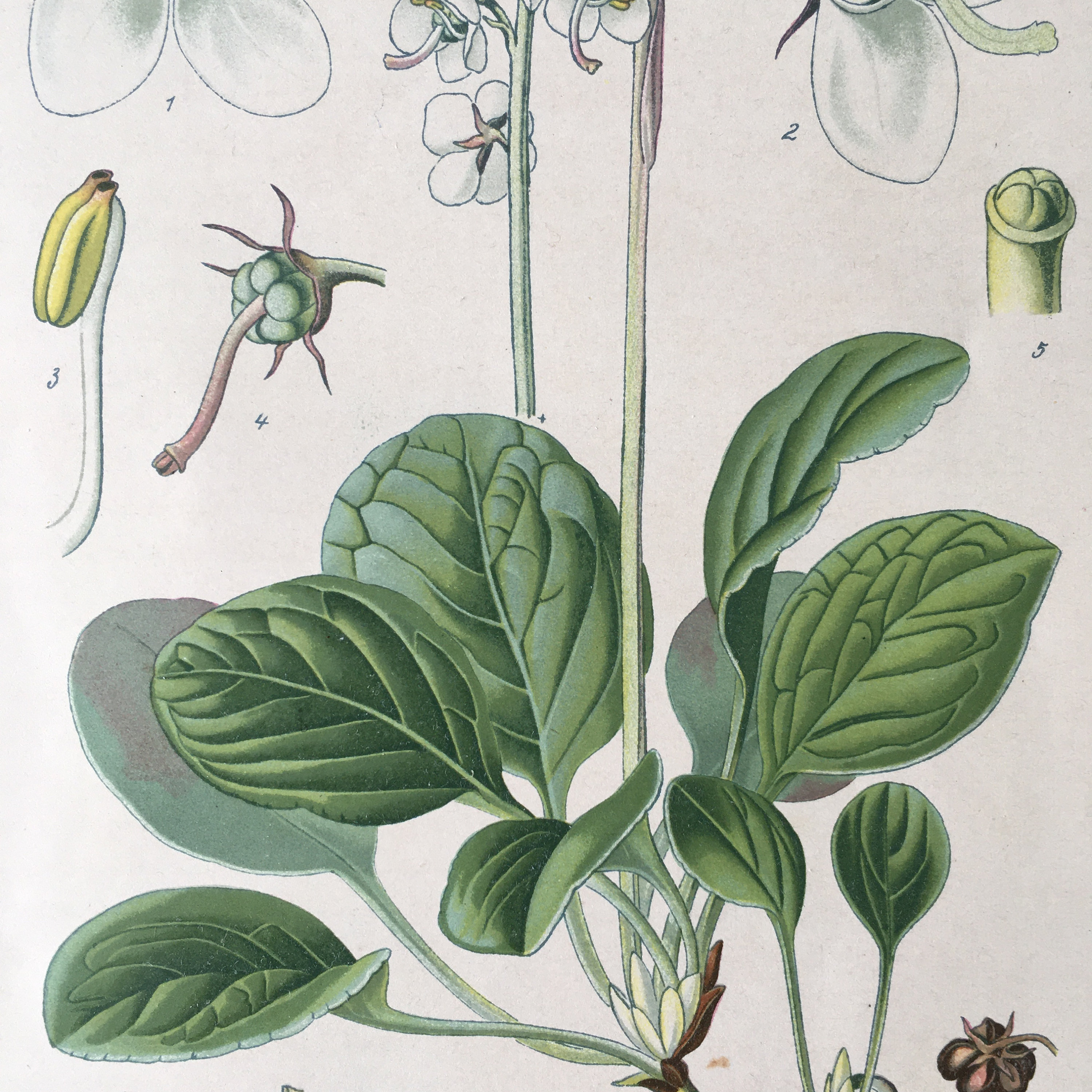 1889 アンティーク植物リトグラフ - 2 枚セット、ヴィンテージ花柄