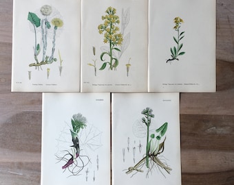1866 Antique botanical lithograph set of 5 - field flowers print, Hand colored old botanical illustration