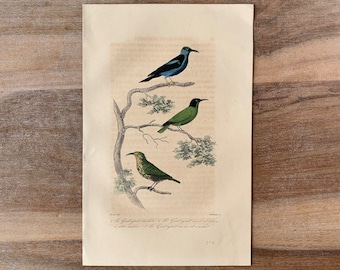1841 Antique Bird Engraving with Purple honeycreeper | Hand Coloured Bird Print | Original Vintage Bird Wall Art