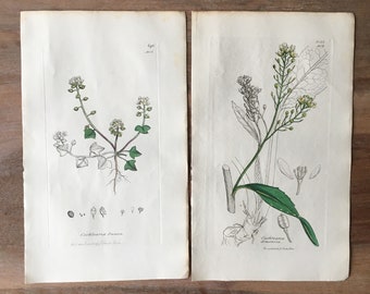 1835 Antique Botanical Engraving set of 2 with Danish scurvygrass, Horseradish, scurvy-grass, spoonwort, Minimalist botanical prints