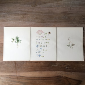 1914 Antique botanical lithograph set of 3 - field flowers print, Old botanical illustration