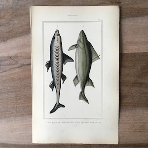 1835 Antique fish engraving, Katran shark, spiny-skinned shark illustration, Original print from 19th century