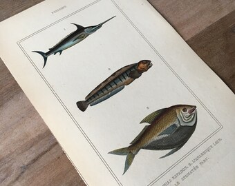 1835 Original antike Fischgravur mit Marlin-Druck, Atlantischer Steinbeißer, Vintage-Fischdruck, Unterwasserwelt
