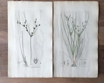 1835 Antikes botanisches Gravurset mit 2 Stücken mit Binsen, Nachtrauschen und minimalistischen botanischen Drucken