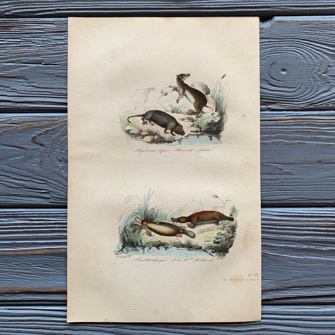 1853 Original Antique Animal Engraving With Water Rat Etsy