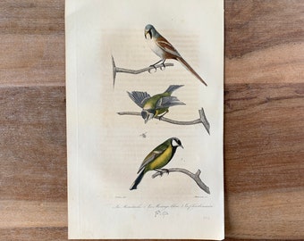 1841 Antique Bird Engraving with Eurasian blue tit | Hand Coloured Bird Print | Original Vintage Bird Wall Art