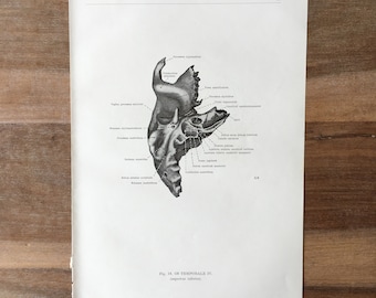 Impressão médica vintage de 1962, impressão de osteologia, impressão de corpo humano, impressão de arte de anatomia, impressão de esqueleto humano, estrutura de ossos, osso temporal