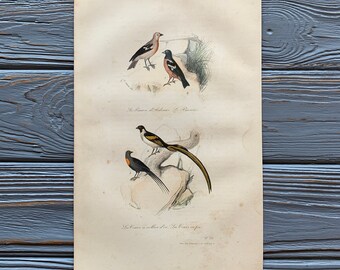 1853 Original Antique bird engraving with chaffinch, Flycatcher, Vintage bird illustration, Hand Colored, 6x10 inches