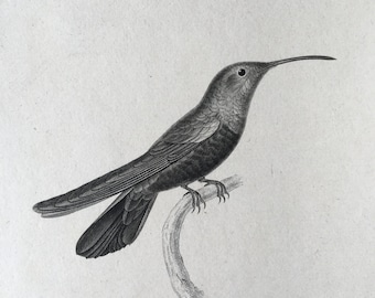 1835 Original antique bird print, Hummingbird engraving, Tropical Bird wall decor, Hummingbird Wall Art, Colibri Print, White Throat print
