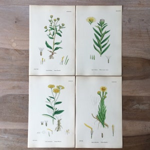 1866 Ensemble de lithographies botaniques antiques de 4 - imprimé fleurs de champ, illustration botanique ancienne colorée à la main