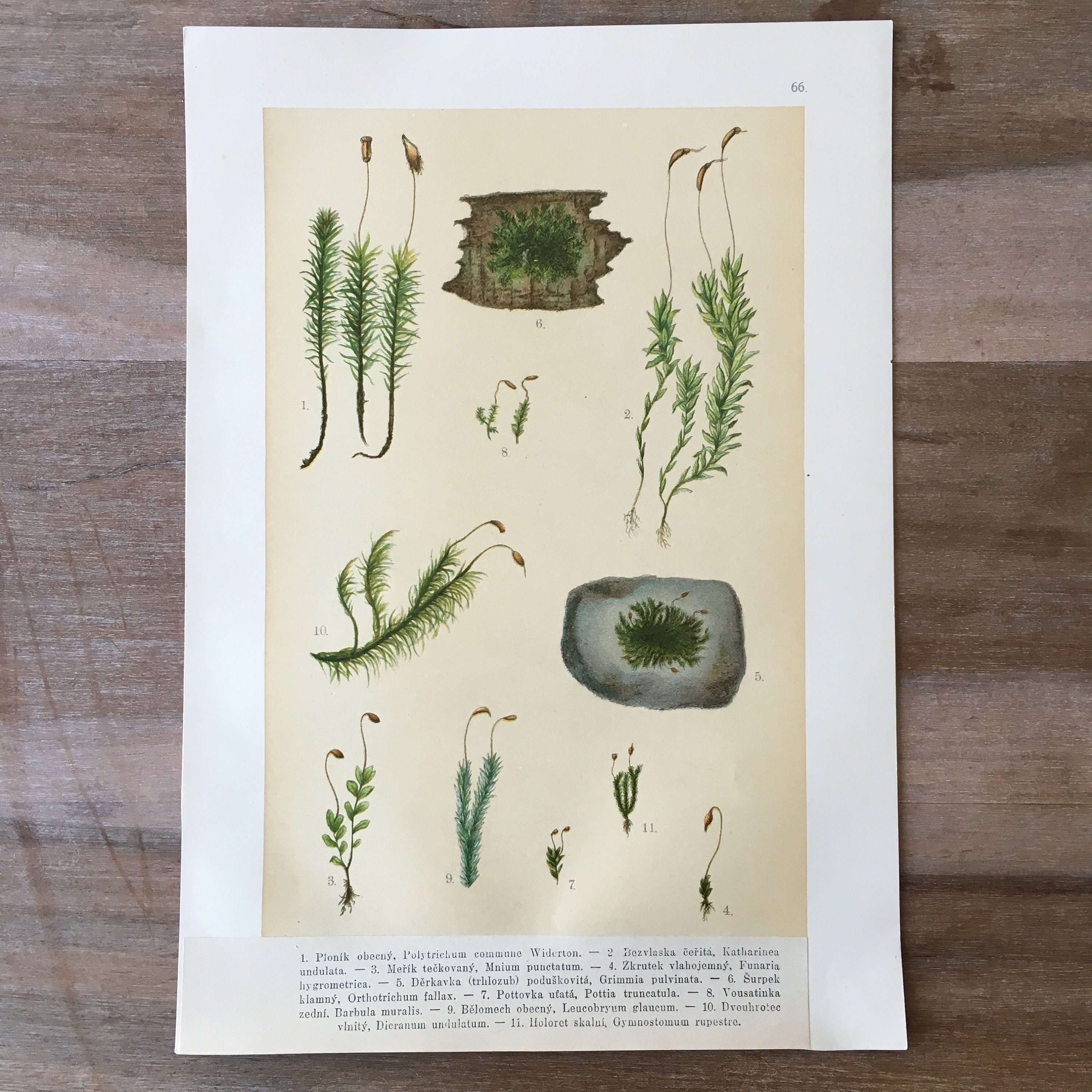 1900 Original Botanical prints set of 2 Botanical Lithograph | Etsy