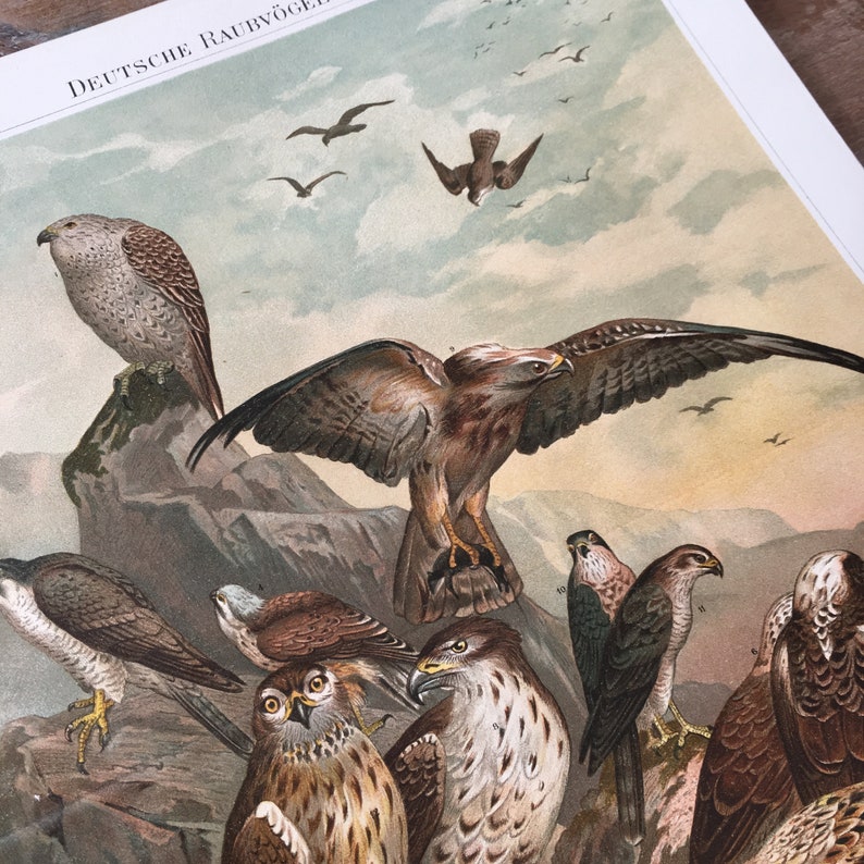 buzzard Antique Bird Print greed hawk Print tree falcon Peregrine falcon German raptor Print 1895 Original Antique Chromolithograph