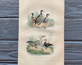 1853 Original Antique bird engraving with Pelican, ducks, water birds, Vintage bird illustration, Hand Colored, 6x10 inches