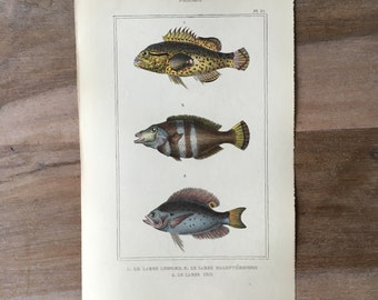 1835 Originaler antiker Fischstich mit Leoparden-Lippfisch, Schwarzbarschdruck, Vintage-Fischillustration
