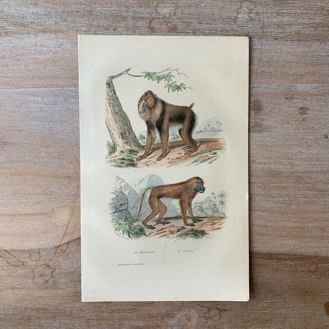 1870 Animals Original Antique Engraving, Antique Monkey Print, Hand ...